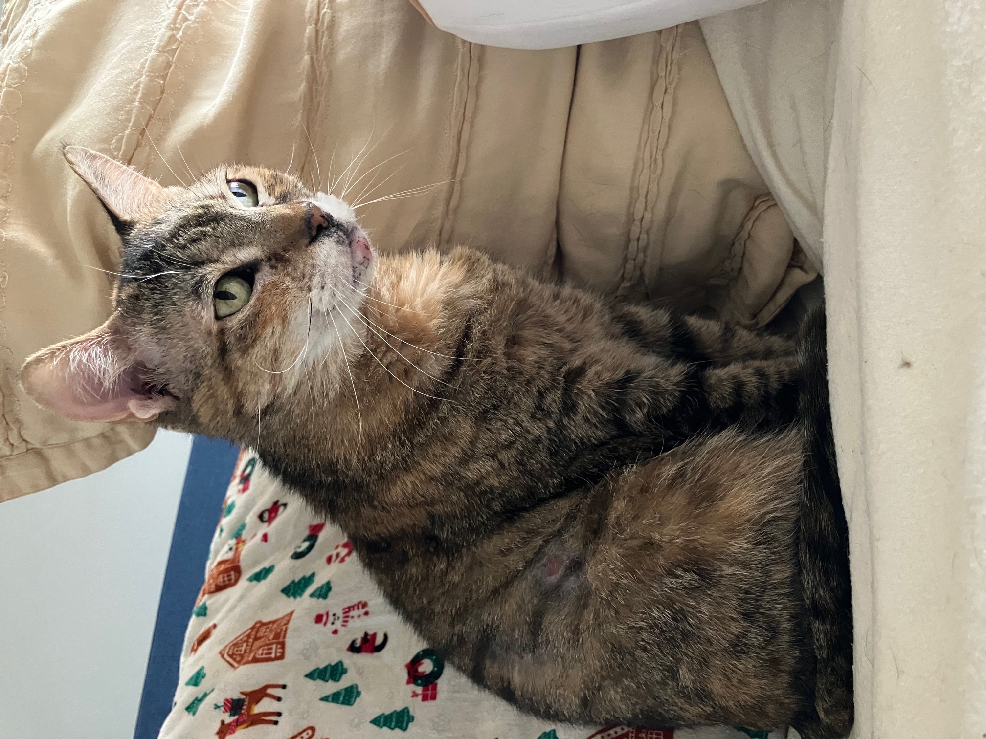 Lost Cat